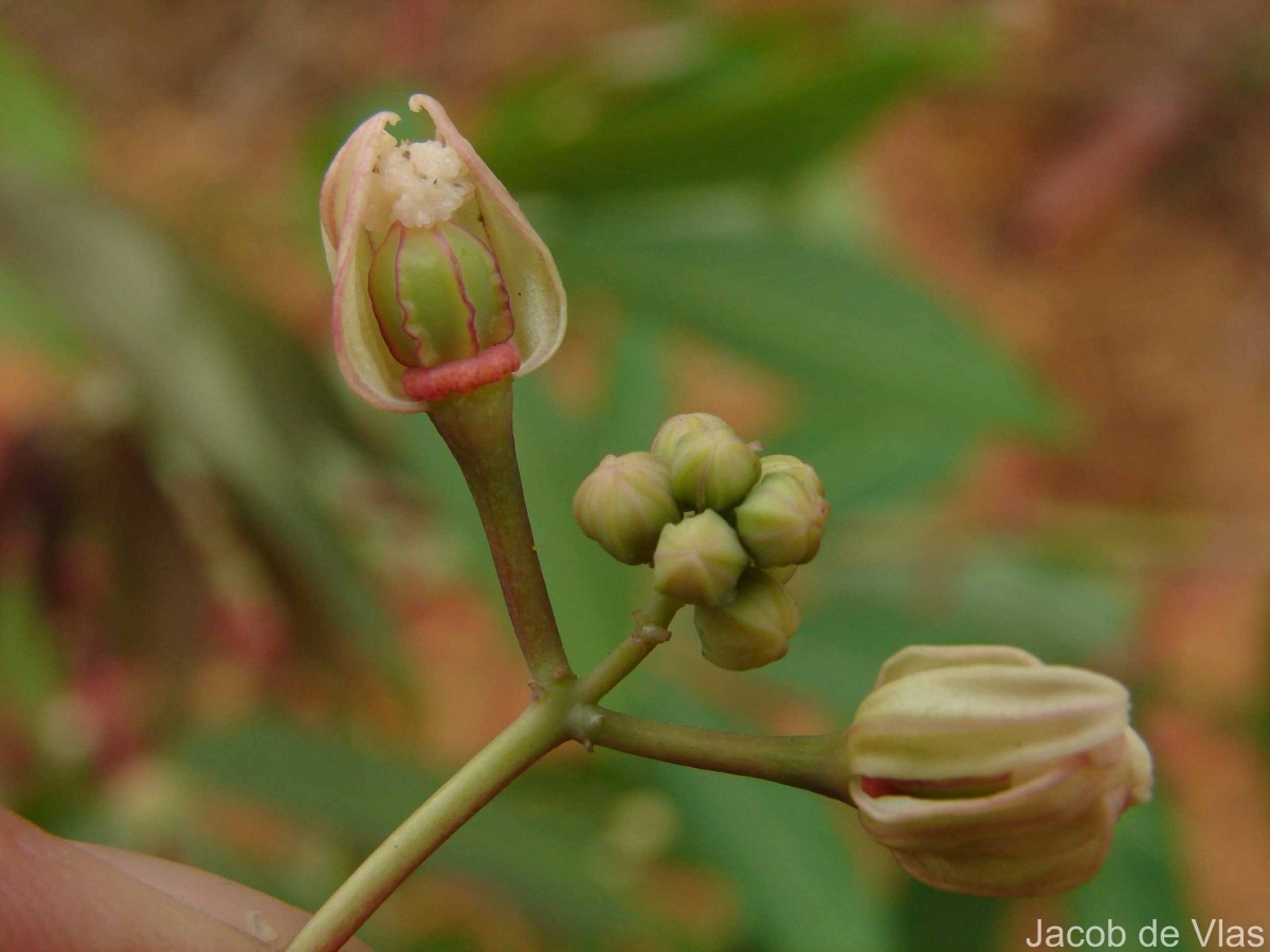 Manihot esculenta Crantz
